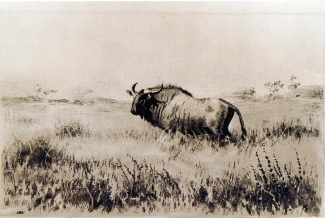 Bild Gemälde - C. Behncke - Büffel