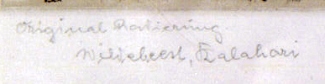 Bild Gemälde - C. Behncke - Büffel