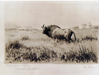 Bild Gemälde - C. Behncke - Büffel